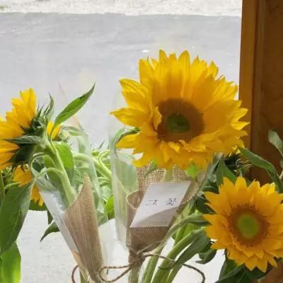 乐鱼官网app下载